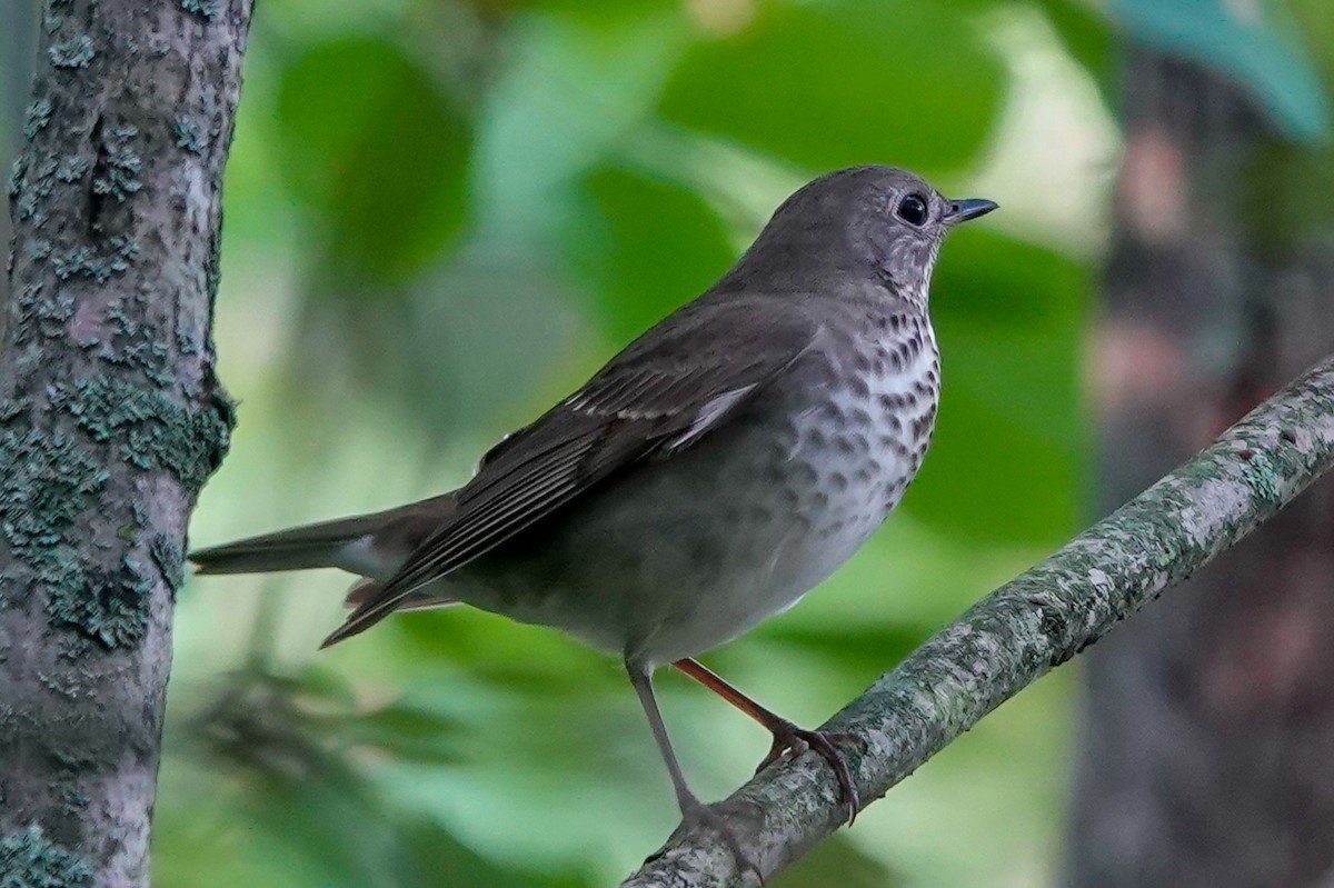 Gray-cheeked Thrush - ML370776081