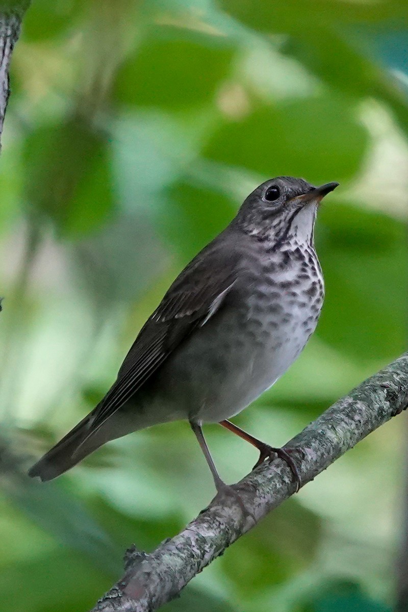 Gray-cheeked Thrush - ML370776091