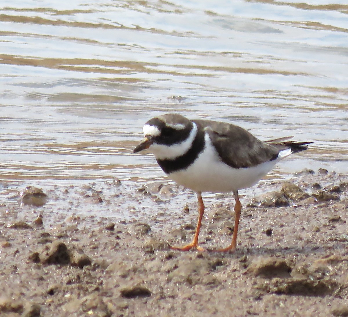 Common Ringed Plover - Abdessamad ENNOURY