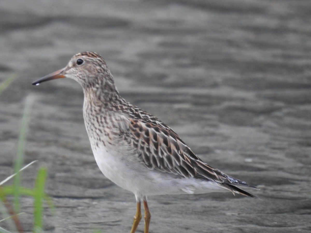 Pectoral Sandpiper - ML370779271