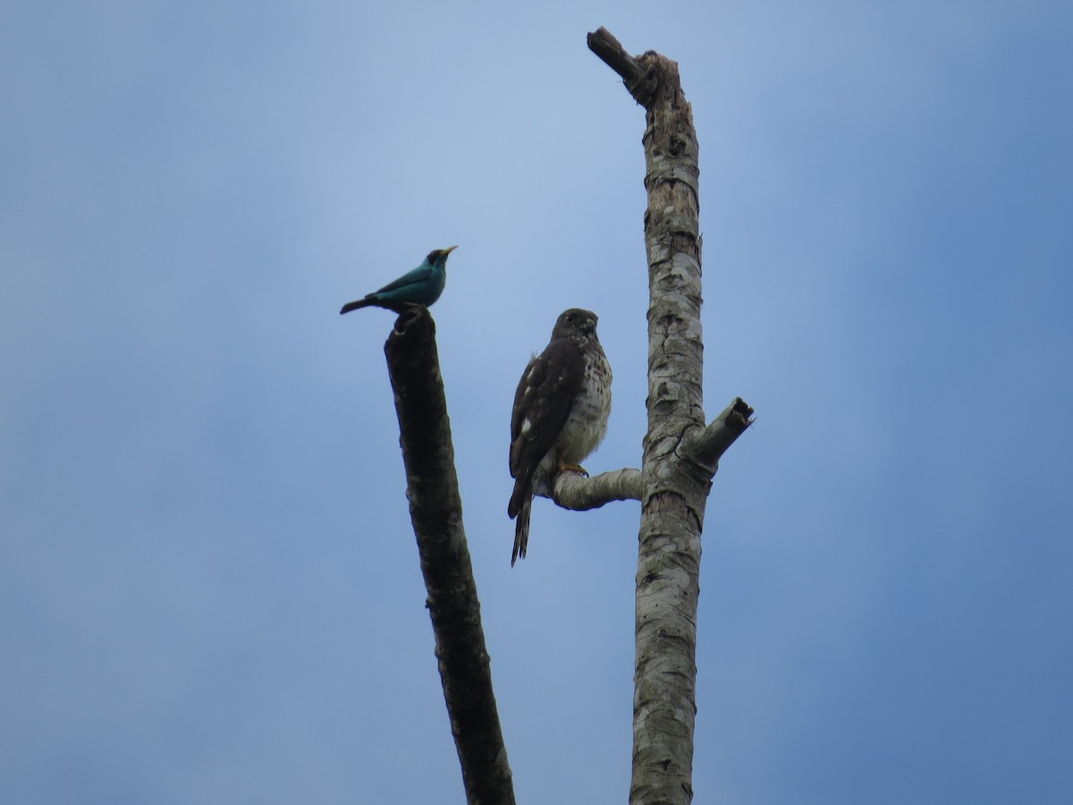 Double-toothed Kite - ML37078251