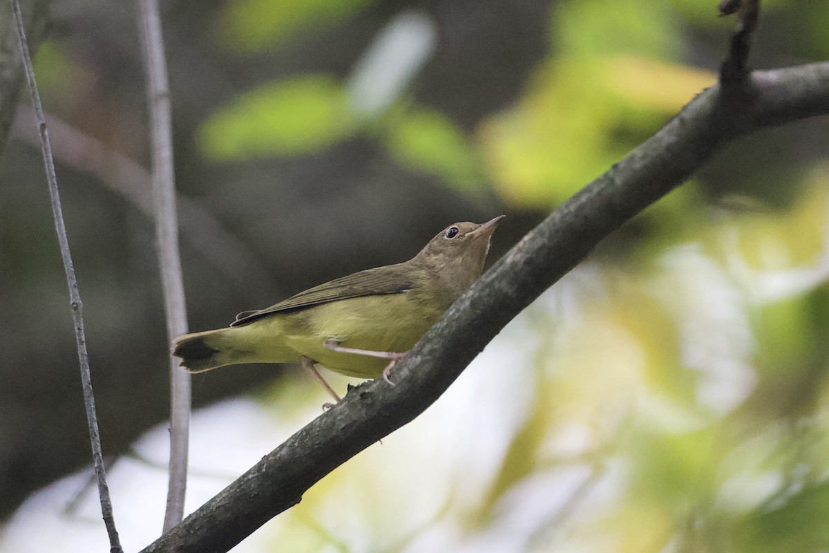 Connecticut Warbler - John Garrett