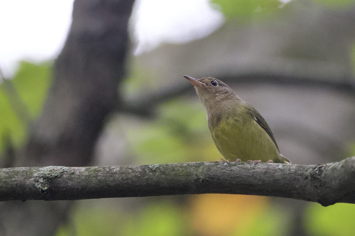 Connecticut Warbler - John Garrett