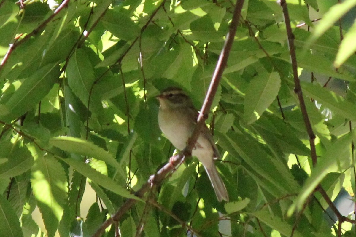 Chipping Sparrow - ML370783621