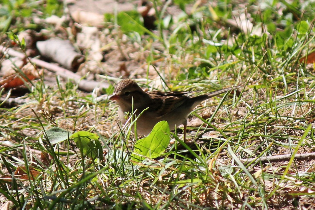 Chipping Sparrow - ML370783641