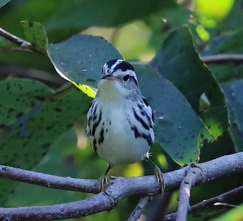 Пісняр строкатий - ML370785681