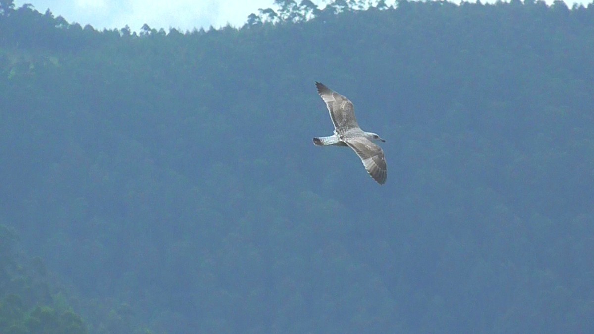 European Herring Gull - ML370786401