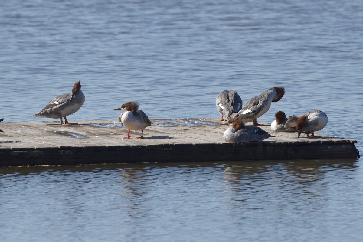 Common Merganser - ML370786871