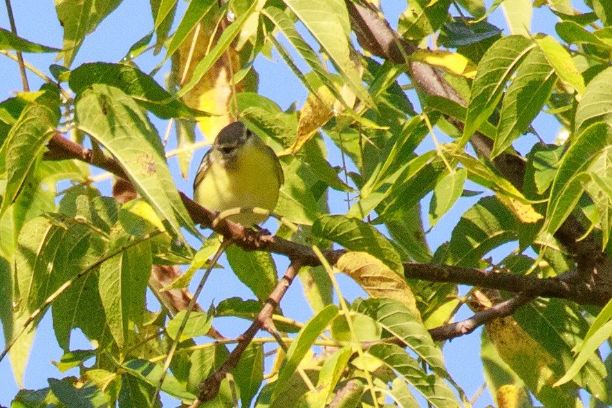 Philadelphia Vireo - Chris Caprette