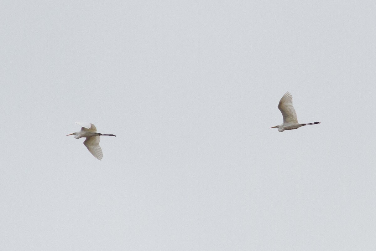 Great Egret - ML370790131