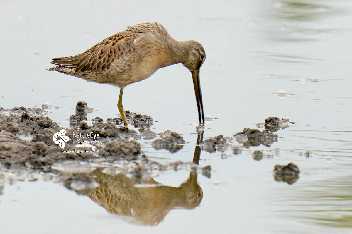 Long-billed Dowitcher - ML370791761