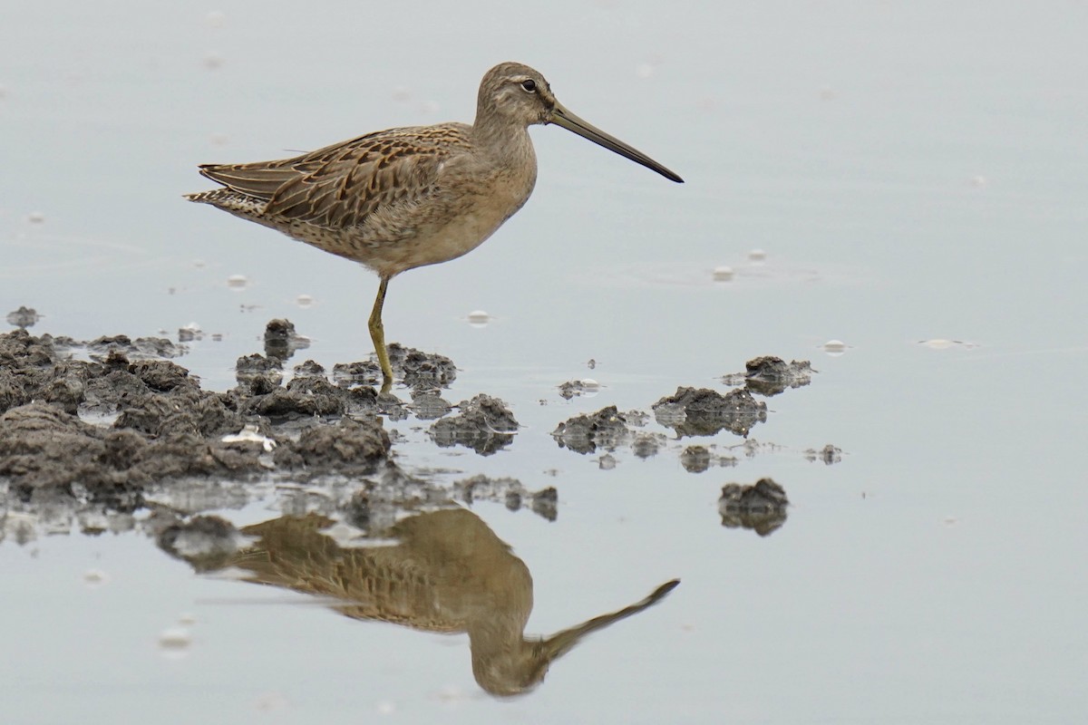 Long-billed Dowitcher - ML370791801
