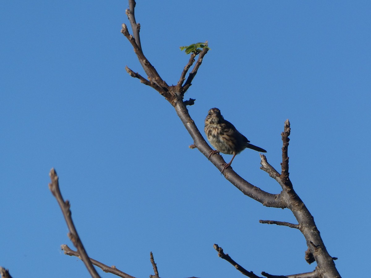 Song Sparrow - Pablo Tebas