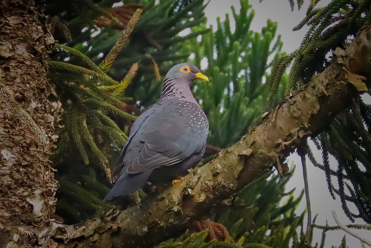 Rameron Pigeon - ML370793081