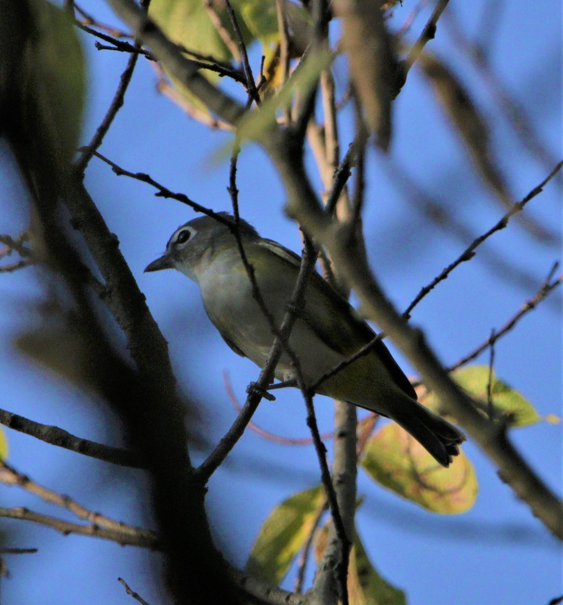 Viréo à tête bleue - ML370794691
