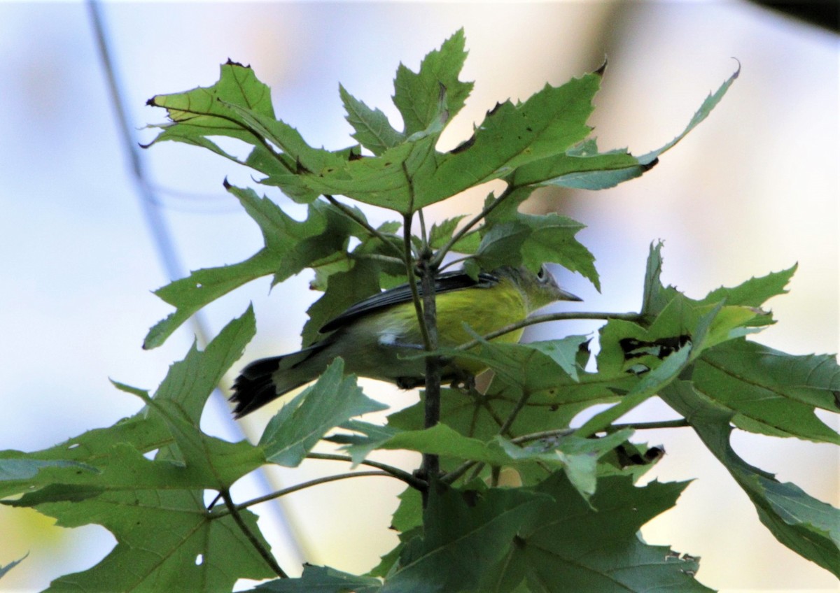 Magnolia Warbler - Paul Koenig