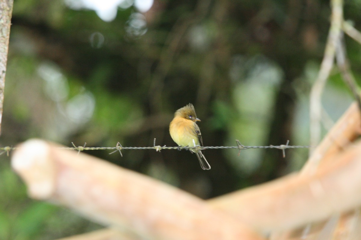 Tufted Flycatcher (Costa Rican) - ML37079571