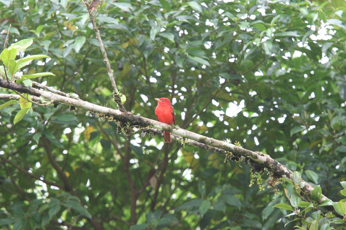 Summer Tanager - ML37079601