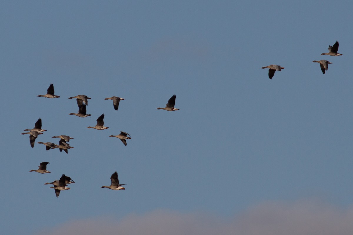 Taiga/Tundra Bean-Goose - ML370796191