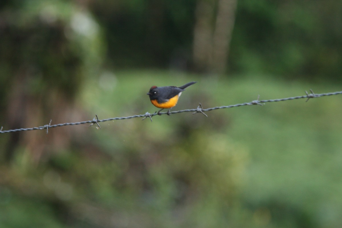 Slate-throated Redstart - ML37079621