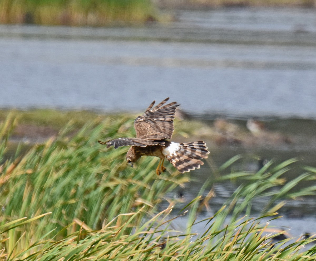 Northern Harrier - ML370799101