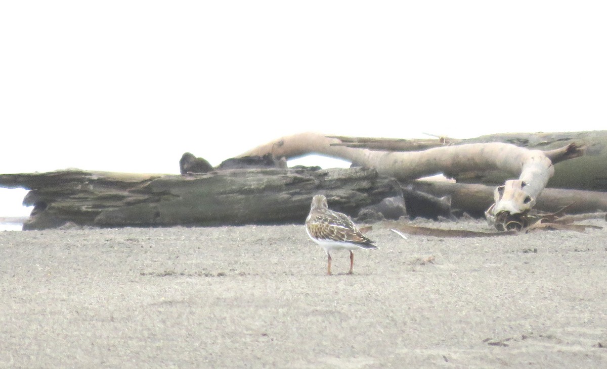 Ruddy Turnstone - ML370800191