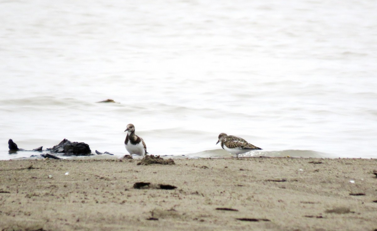 Ruddy Turnstone - ML370800411