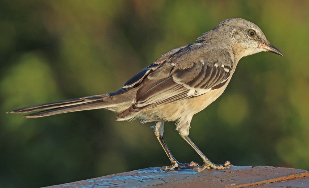 Northern Mockingbird - ML370801091