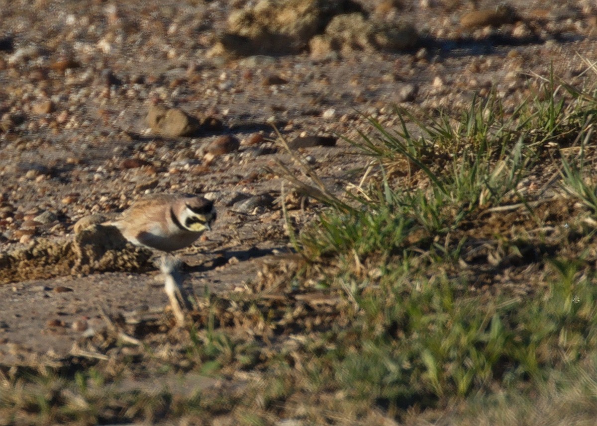 Horned Lark - ML370801241