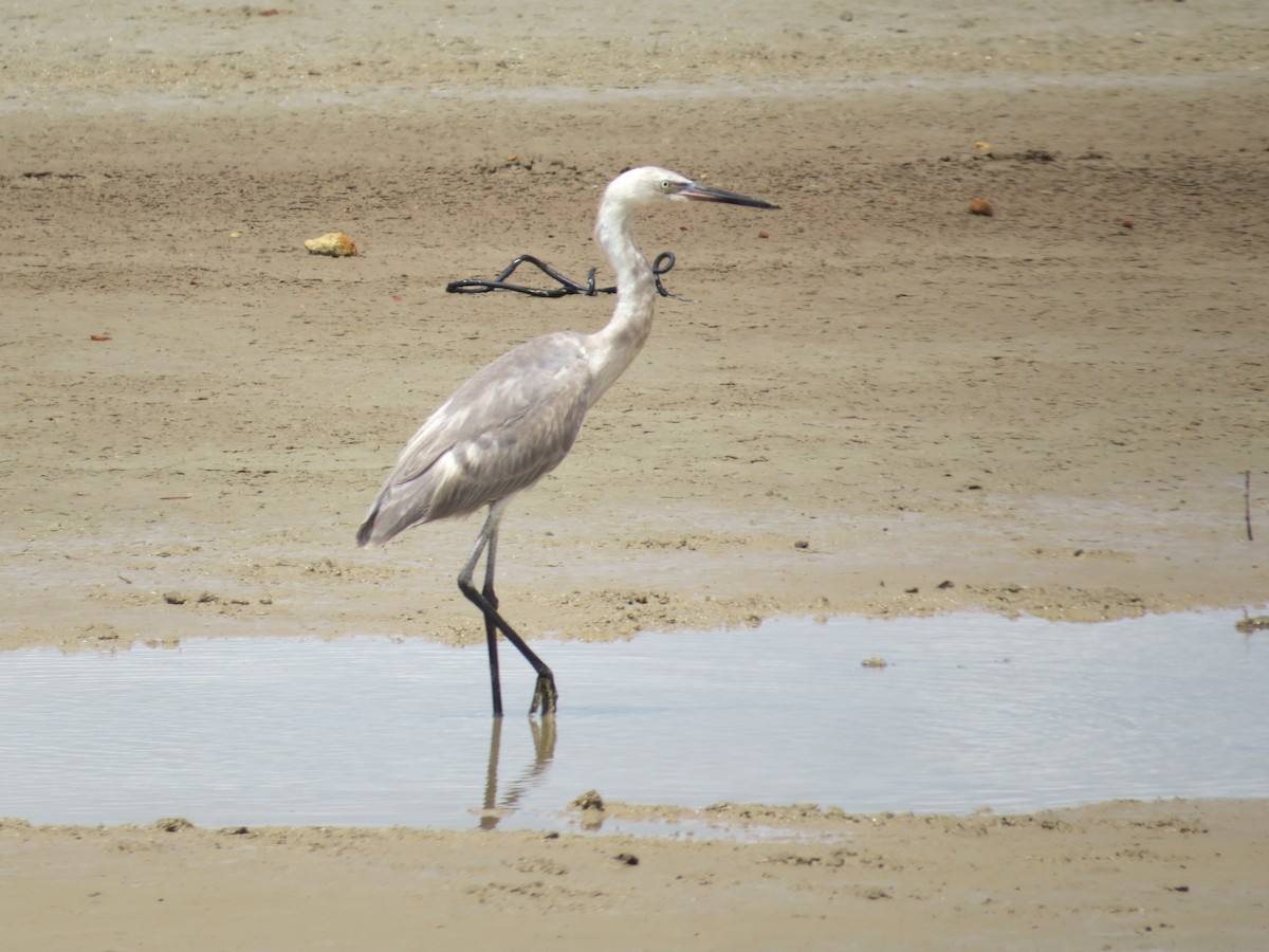 Reddish Egret - ML370803031