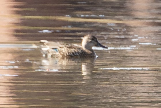 Green-winged Teal - ML370803631