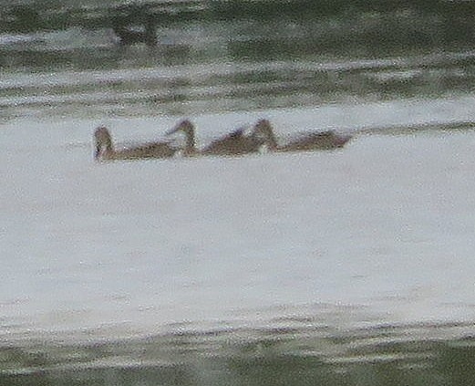 Blue-winged Teal - Debbie Cusick