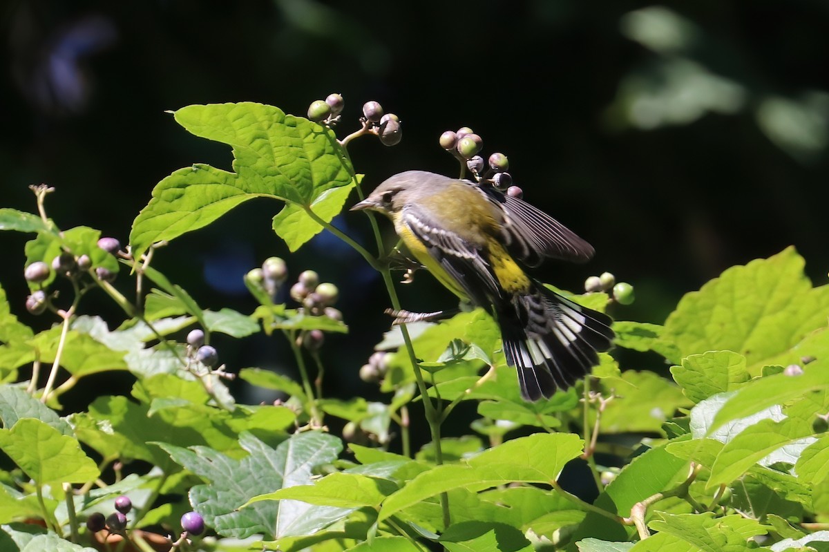 Magnolia Warbler - ML370804451