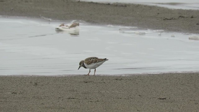 Ruddy Turnstone - ML370804761