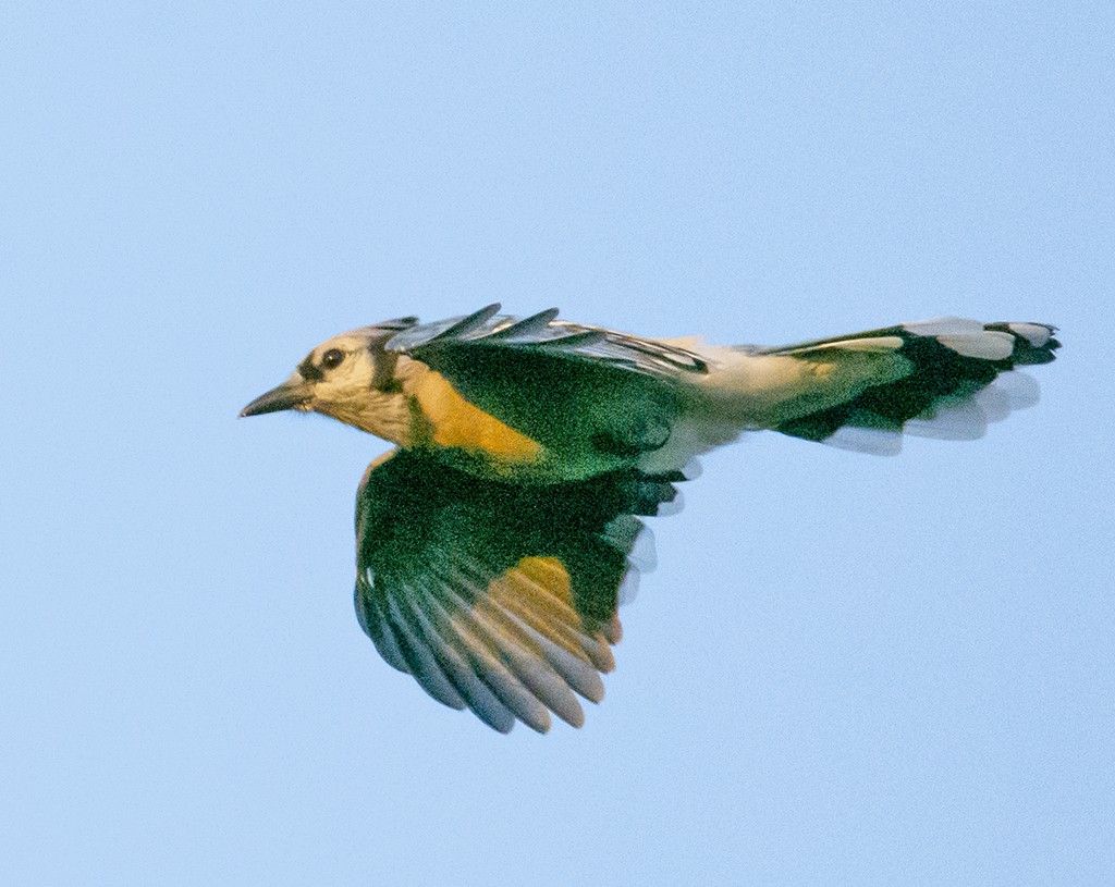 Blue Jay - ML370806221