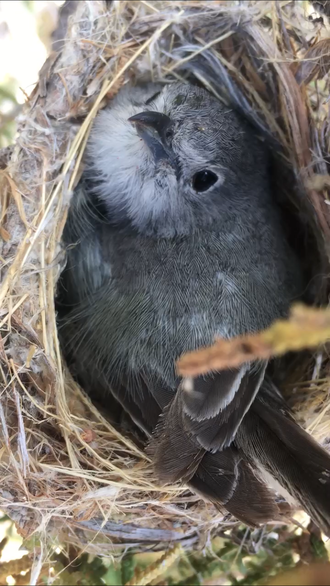 Gray Vireo - Kandace Glanville