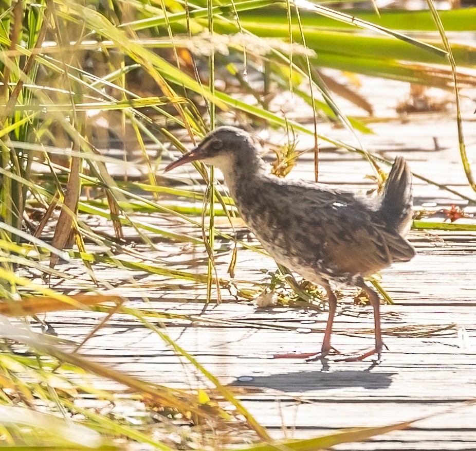 Virginia Rail - ML370810471