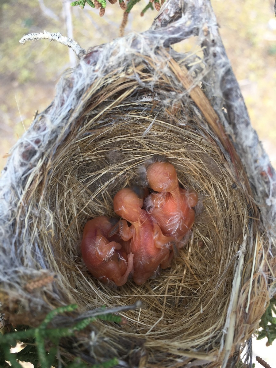 Gray Vireo - ML370810481