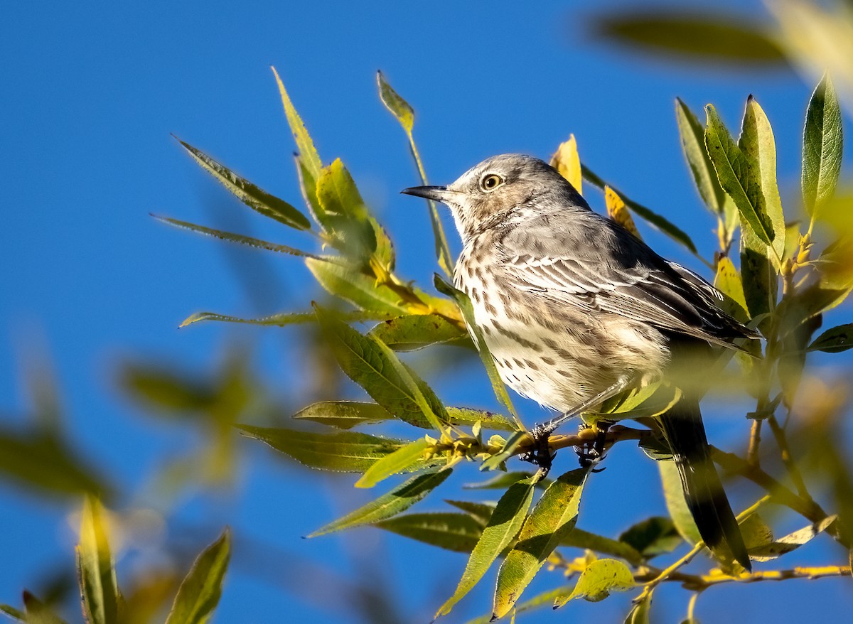 Sage Thrasher - ML370810761