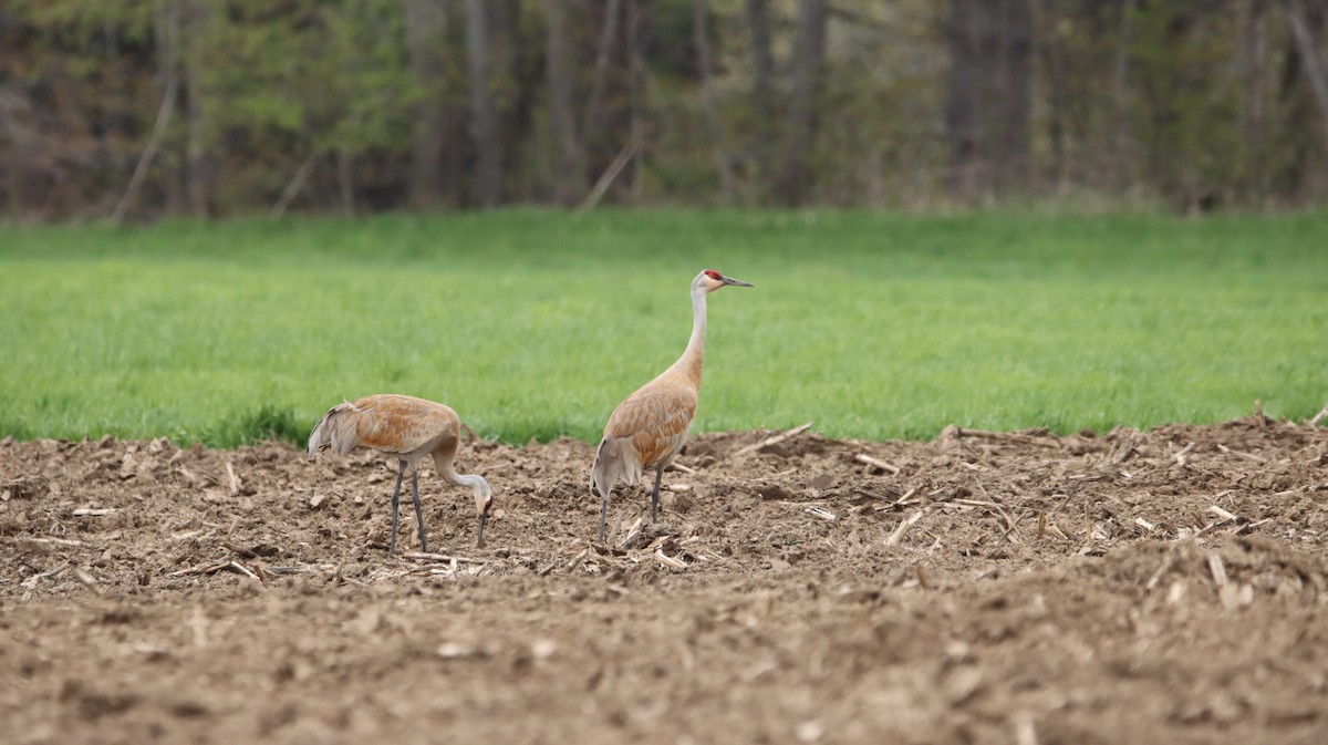 Sandhill Crane - ML370811171