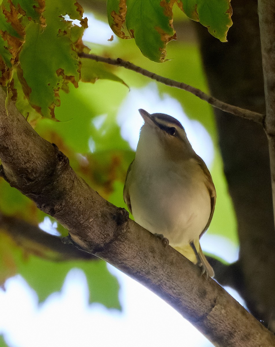 Red-eyed Vireo - Eric Parent