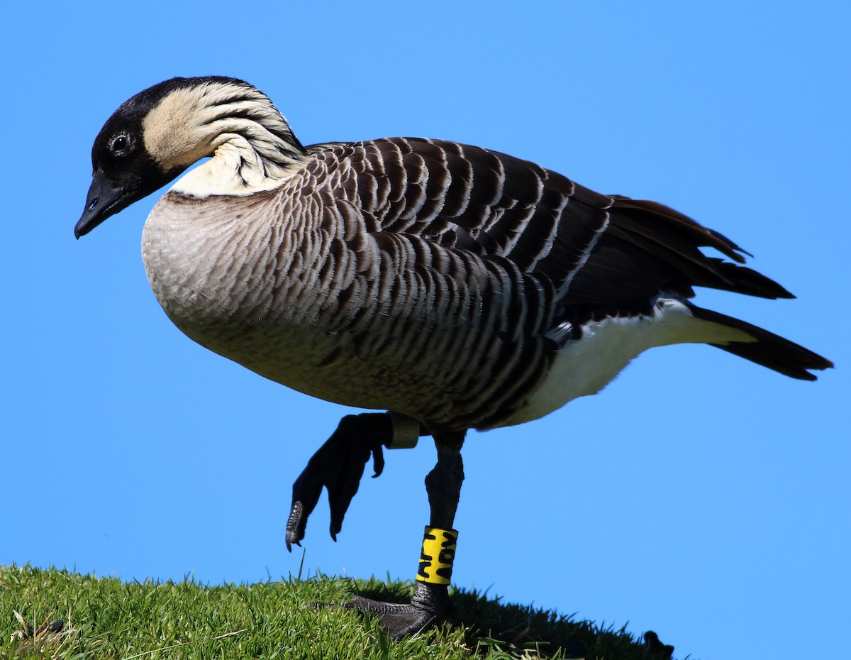 Hawaiian Goose - Paul Fenwick