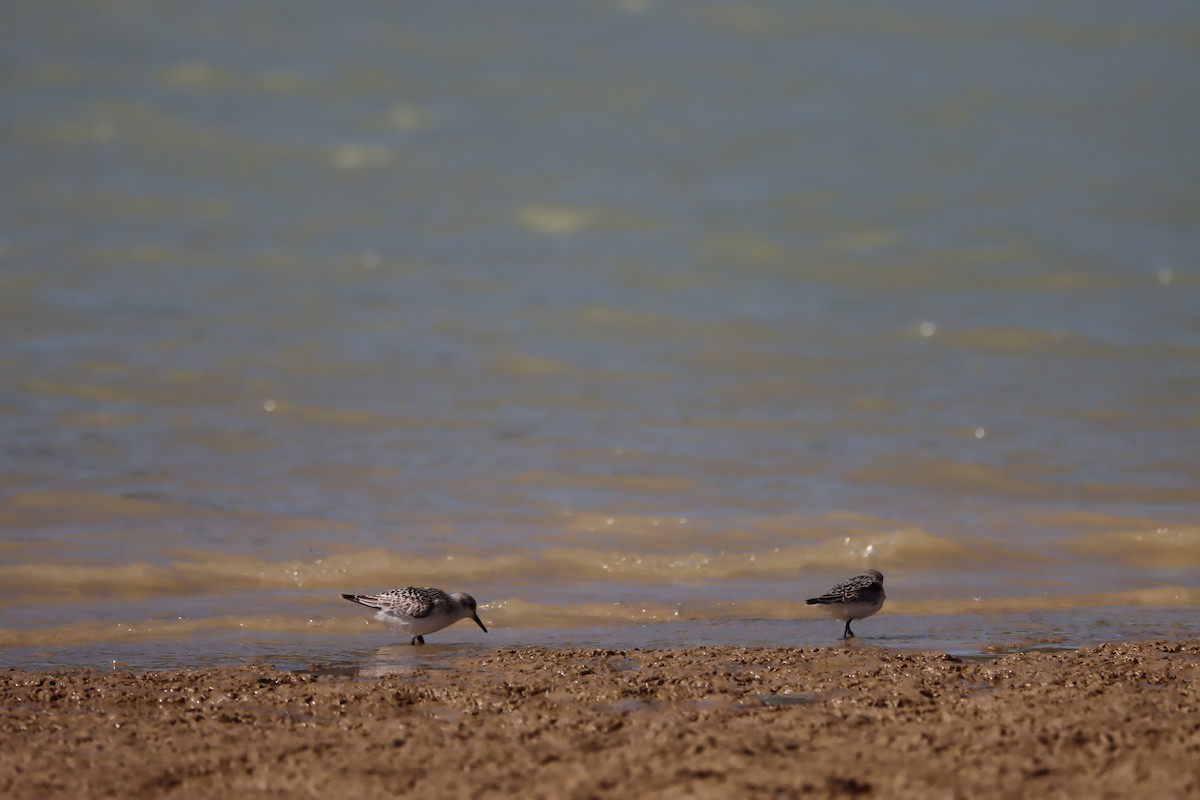 Bécasseau sanderling - ML370813201