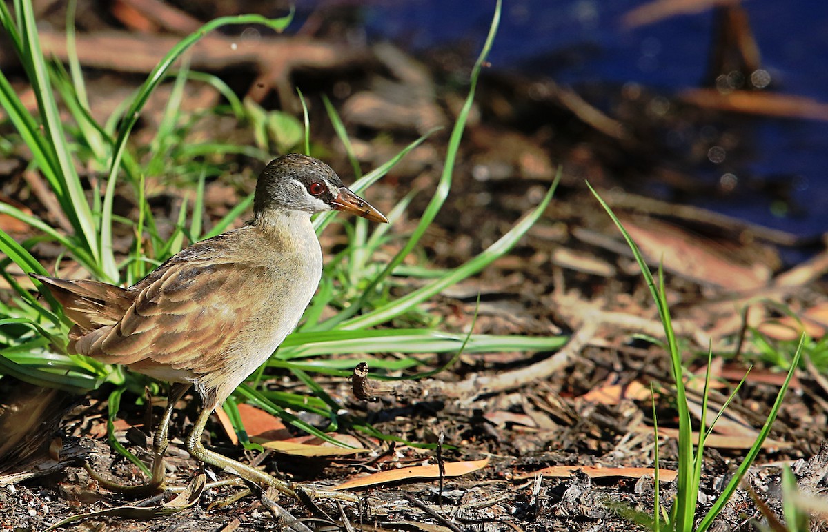 White-browed Crake - Tony Ashton