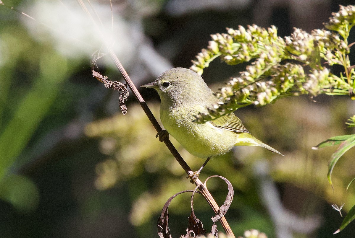 Orange-crowned Warbler - James Sawusch