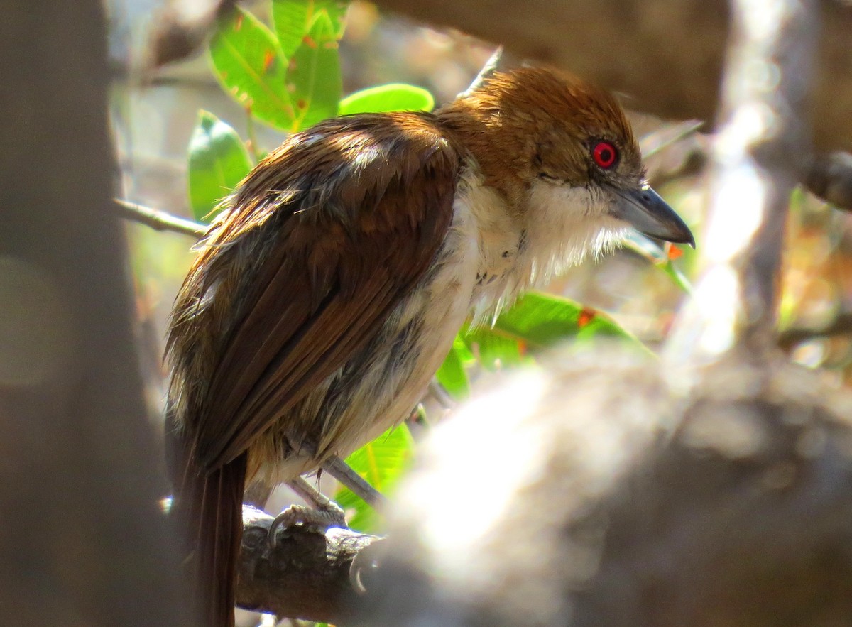 Great Antshrike - ML370815371