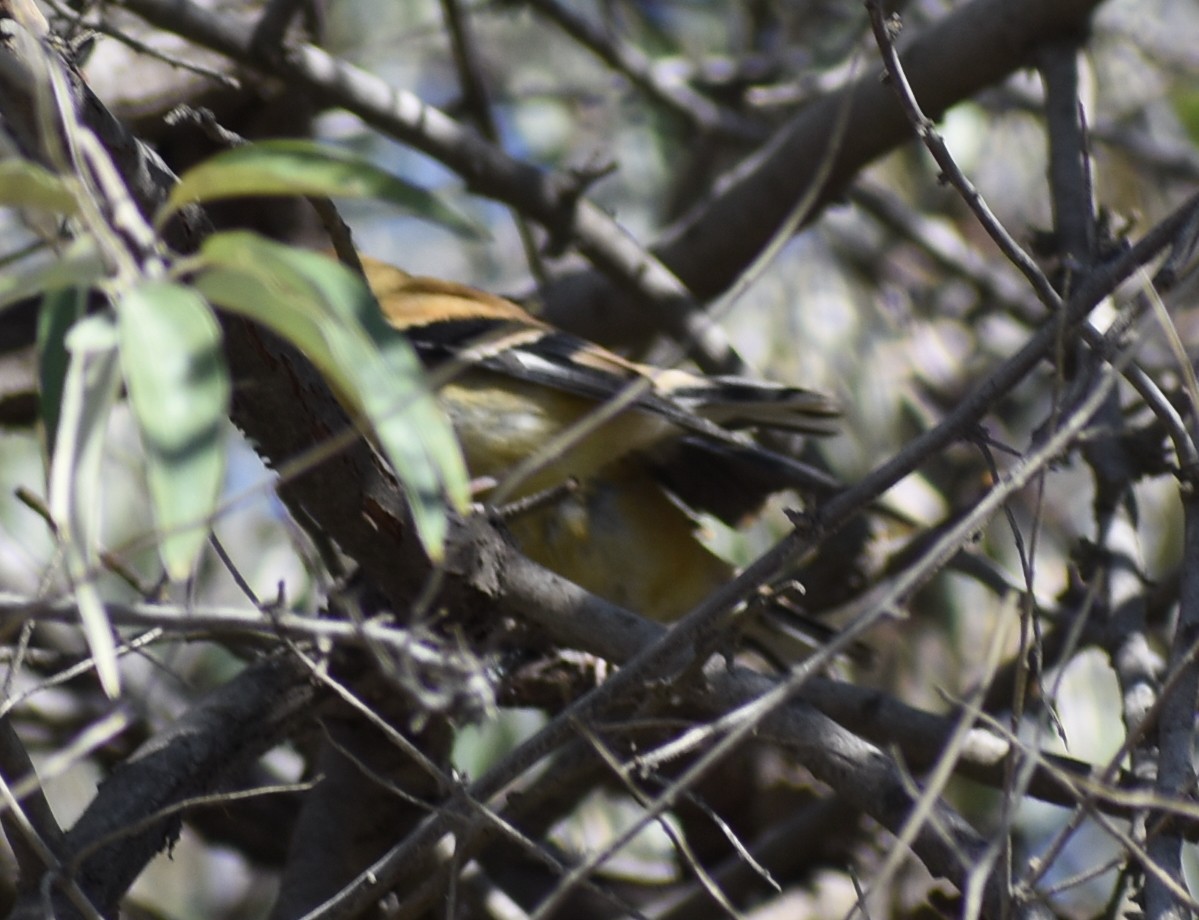 Lesser Goldfinch - ML370816791