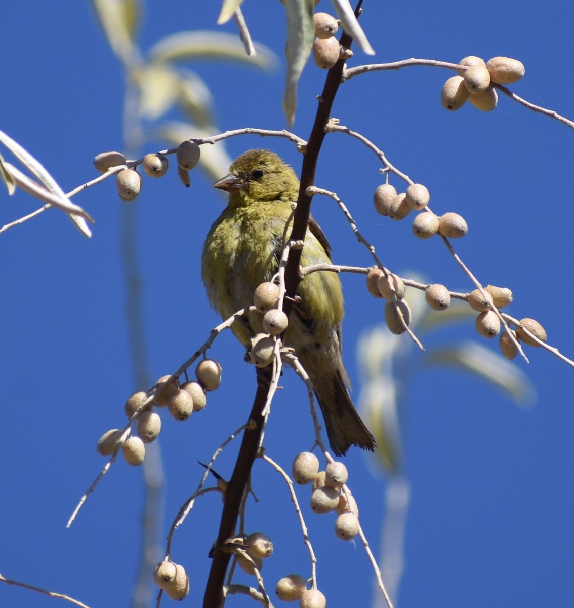 Lesser Goldfinch - M. Rogers