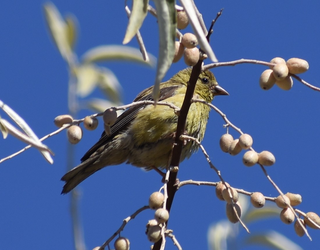 Lesser Goldfinch - M. Rogers