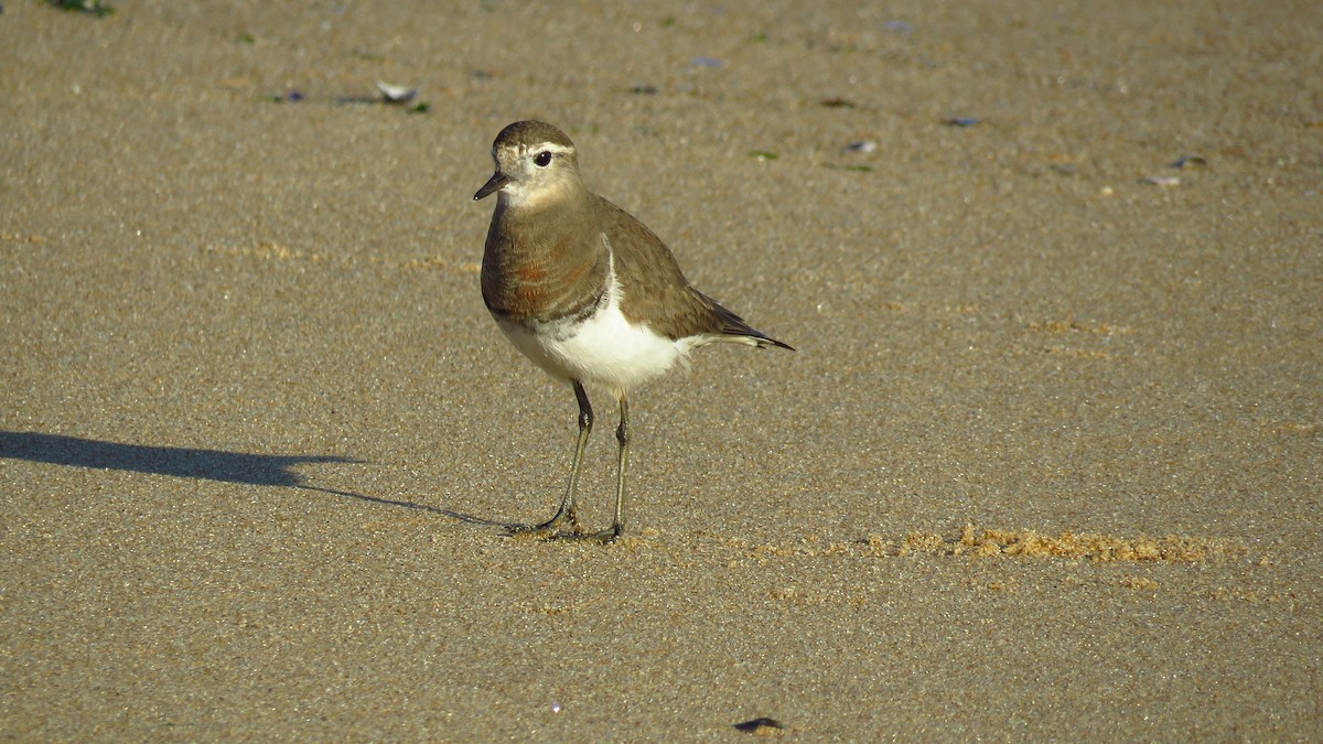 Rufous-chested Dotterel - ML370818651